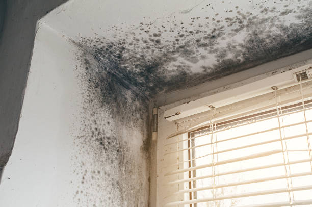 Affordable Mold Cleanup solutions in Denton, MD